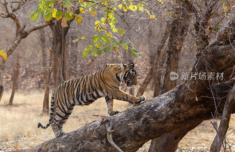 孟加拉虎，Ranthambore -印度